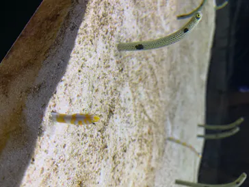 すみだ水族館に投稿された画像（2020/8/21）