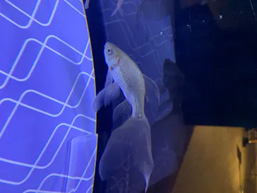 すみだ水族館に投稿された画像（2020/8/21）