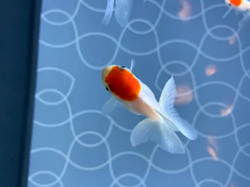 すみだ水族館に投稿された画像（2020/8/21）