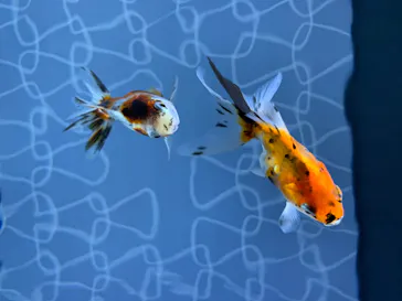 すみだ水族館に投稿された画像（2020/8/21）