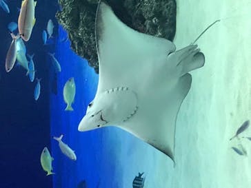 サンシャイン水族館に投稿された画像（2020/8/21）