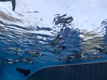 サンシャイン水族館に投稿された画像（2020/8/21）