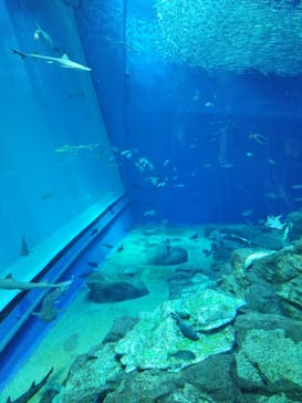 アクアワールド茨城県大洗水族館に投稿された画像（2020/8/21）