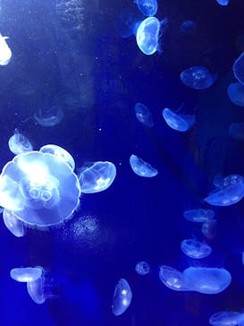 サンシャイン水族館に投稿された画像（2020/8/21）