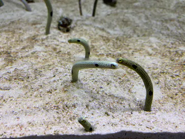 すみだ水族館に投稿された画像（2020/8/21）