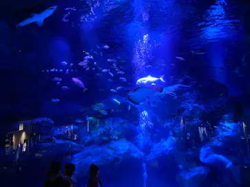 すみだ水族館に投稿された画像（2020/8/21）