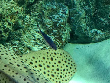 サンシャイン水族館に投稿された画像（2020/8/21）