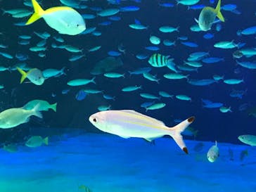 サンシャイン水族館に投稿された画像（2020/8/21）