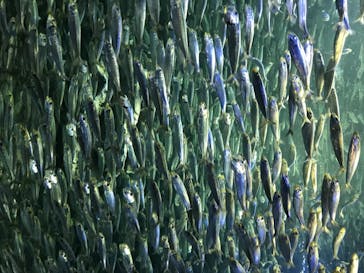 サンシャイン水族館に投稿された画像（2020/8/21）