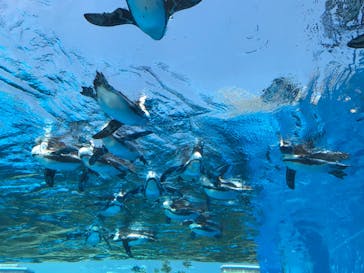 サンシャイン水族館に投稿された画像（2020/8/21）