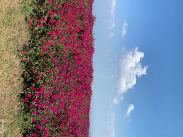 びわ湖バレイに投稿された画像（2020/8/21）