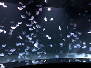 サンシャイン水族館に投稿された画像（2020/8/21）