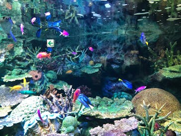 サンシャイン水族館に投稿された画像（2020/8/21）