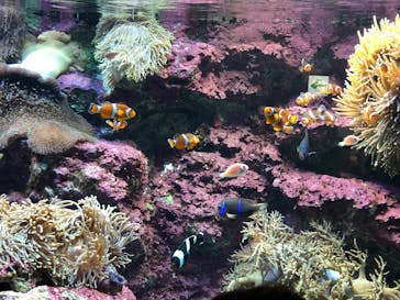 サンシャイン水族館に投稿された画像（2020/8/21）