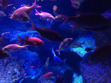 すみだ水族館に投稿された画像（2020/8/21）