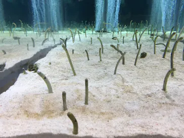 すみだ水族館に投稿された画像（2020/8/21）