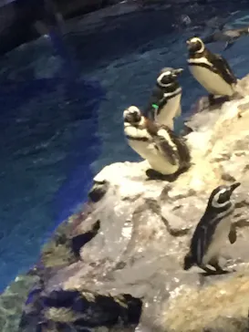 すみだ水族館に投稿された画像（2020/8/21）