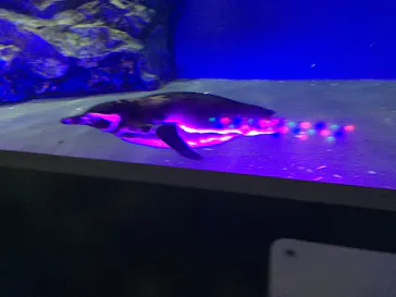 すみだ水族館に投稿された画像（2020/8/21）