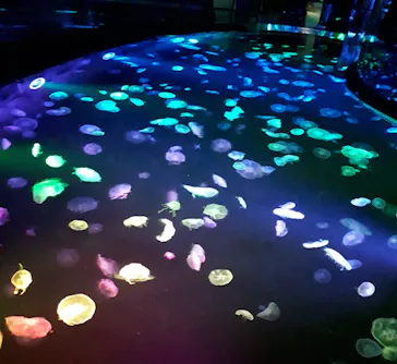 すみだ水族館に投稿された画像（2020/8/21）