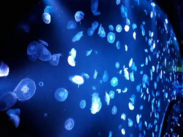 すみだ水族館に投稿された画像（2020/8/21）