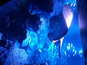 すみだ水族館に投稿された画像（2020/8/21）