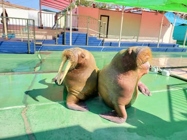 ゼロ距離水族館 伊勢シーパラダイスに投稿された画像（2020/8/21）