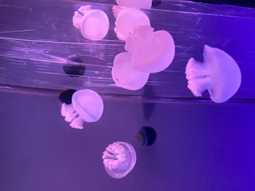 すみだ水族館に投稿された画像（2020/8/21）