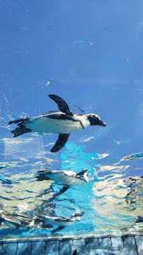 サンシャイン水族館に投稿された画像（2020/8/21）