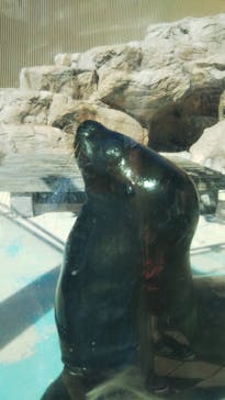 サンシャイン水族館に投稿された画像（2020/8/21）