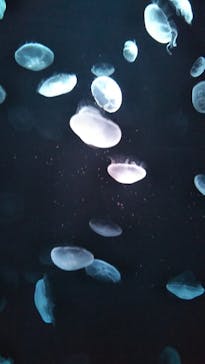 サンシャイン水族館に投稿された画像（2020/8/21）