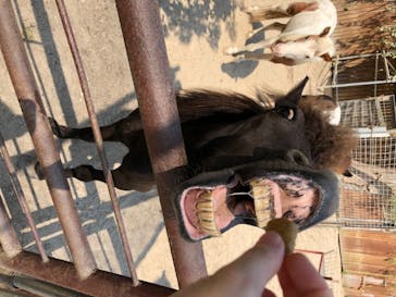 しろとり動物園に投稿された画像（2020/8/21）