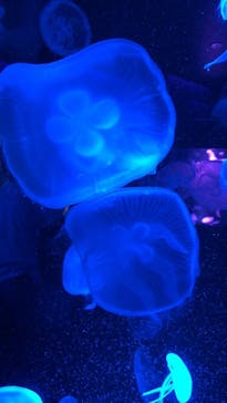 京都水族館に投稿された画像（2020/8/21）