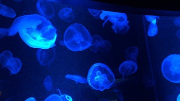 京都水族館に投稿された画像（2020/8/21）