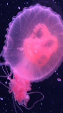 京都水族館に投稿された画像（2020/8/21）