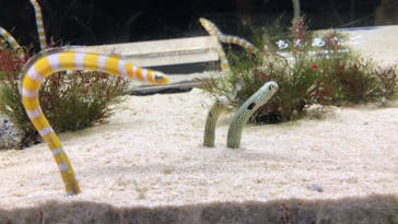 京都水族館に投稿された画像（2020/8/21）