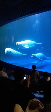 島根県立 しまね海洋館に投稿された画像（2020/8/21）