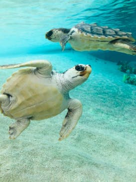 鴨川シーワールドに投稿された画像（2020/8/21）