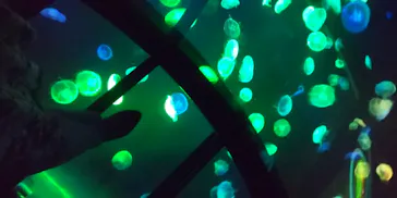 すみだ水族館に投稿された画像（2020/8/21）