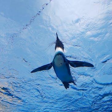 サンシャイン水族館に投稿された画像（2020/8/21）