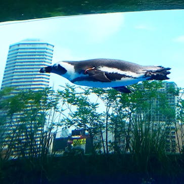 サンシャイン水族館に投稿された画像（2020/8/21）