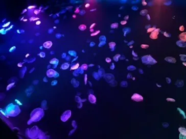 すみだ水族館に投稿された画像（2020/8/21）