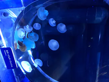 すみだ水族館に投稿された画像（2020/8/21）