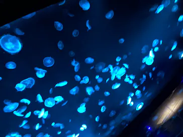 すみだ水族館に投稿された画像（2020/8/21）