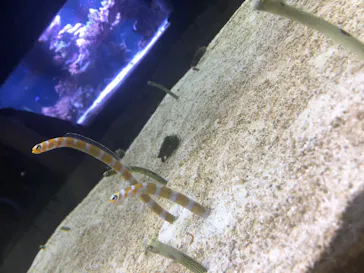 すみだ水族館に投稿された画像（2020/8/21）