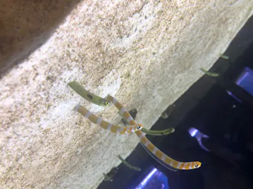 すみだ水族館に投稿された画像（2020/8/21）