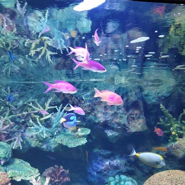 サンシャイン水族館に投稿された画像（2020/8/21）