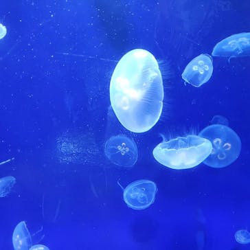 サンシャイン水族館に投稿された画像（2020/8/21）