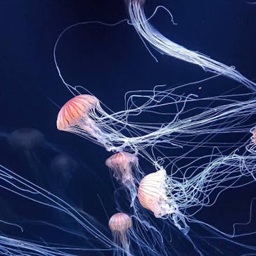 サンシャイン水族館に投稿された画像（2020/8/21）