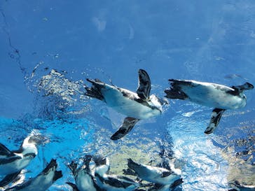 サンシャイン水族館に投稿された画像（2020/8/21）