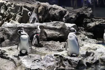 すみだ水族館に投稿された画像（2020/8/22）